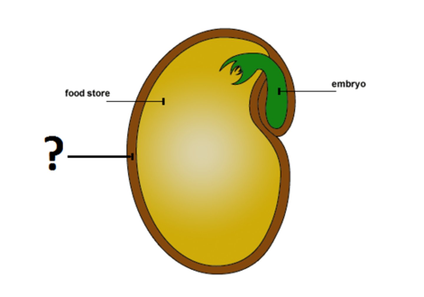 <p>seed coat</p>
