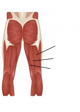 <p>Where is the semitendinosus </p>