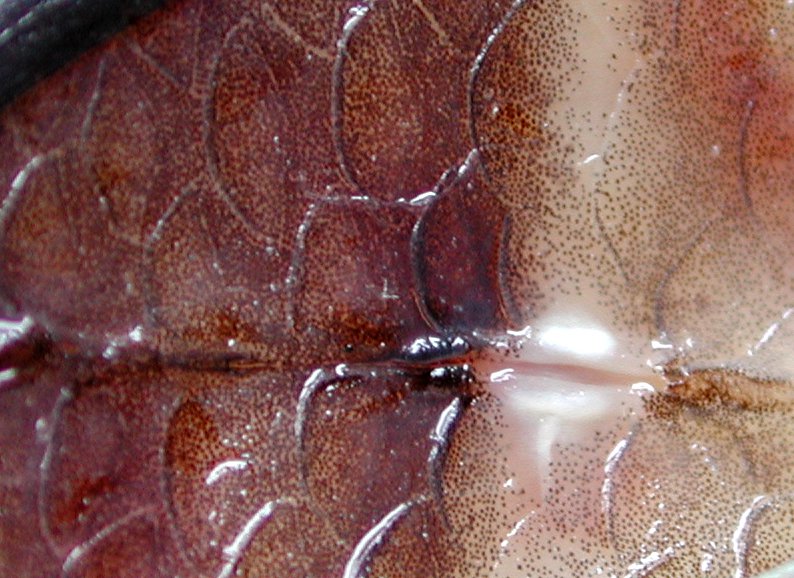 <p>Smooth, round, overlapping scales found in soft-rayed bony fishes.</p>