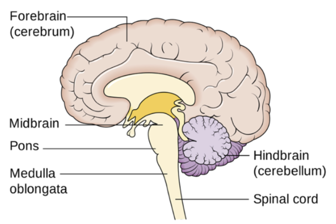 <p>Hindbrain</p>