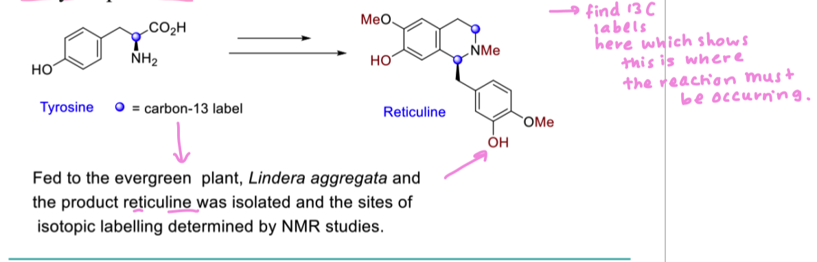 <ul><li><p>isotopic labels act as tracers to monitor the enzyme catalysed process </p></li></ul><p></p>