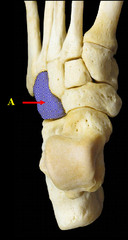 <p>name bone</p>