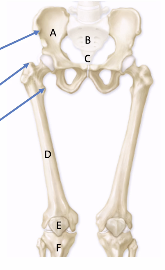 <p>Name letter B</p>