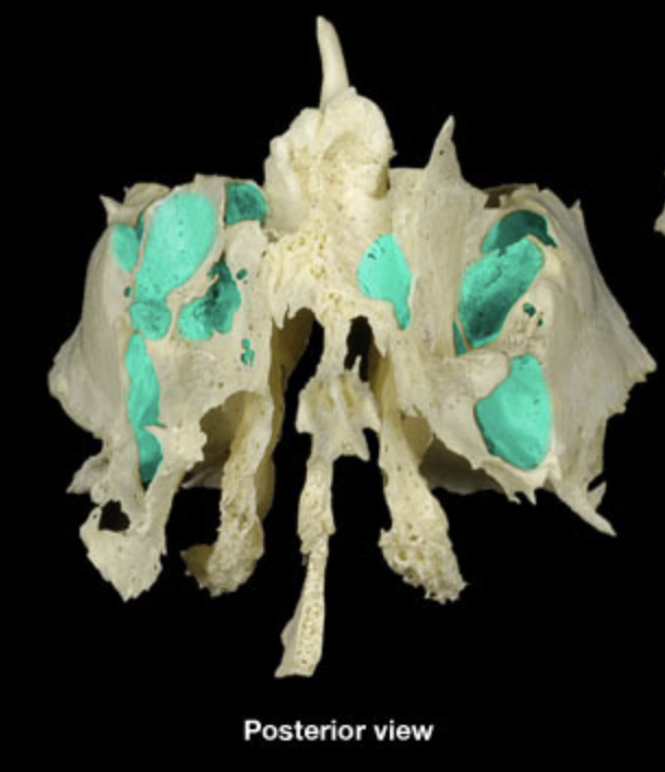 <p>posterior view</p>