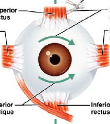 <p>medial rectus</p>