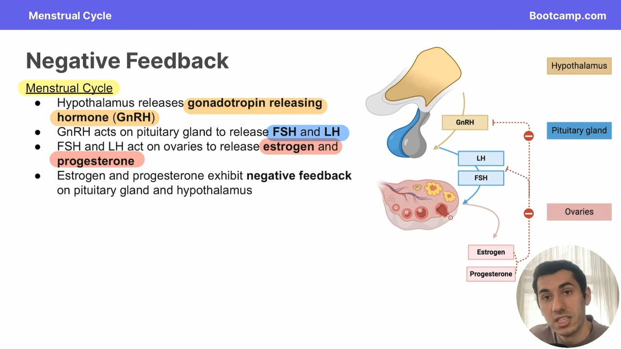 <p>the hypothalamus </p>