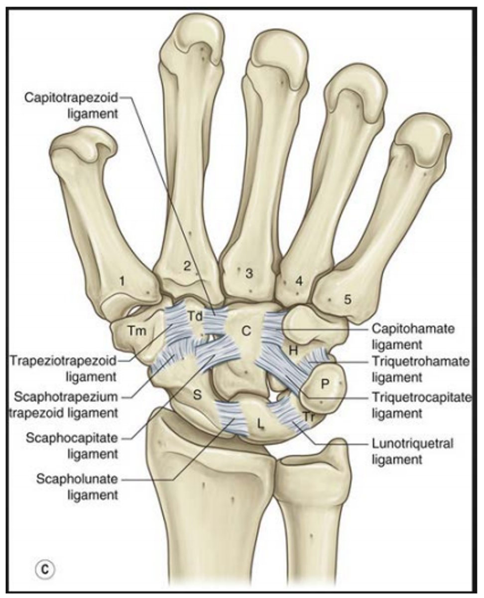<p>Responsible for wrist stability, as it stabilizes the scaphoid</p><p>-hooks the scaphoid to the lunate</p><p>-Scaphoid Instability: common wrist issue</p>