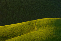 <p>the hill</p>