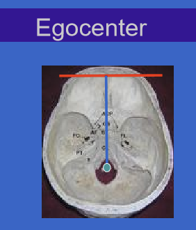 <ul><li><p>Located between the eyes.</p></li><li><p>Approximately 10 cm behind the plane of the eyes.</p></li></ul><p></p>