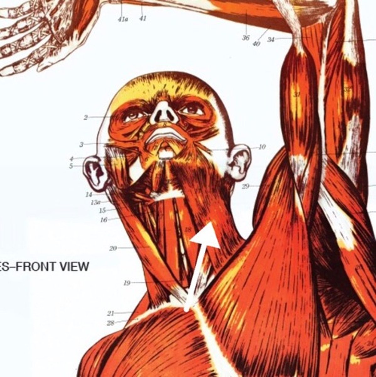<p>What is this muscle?</p>