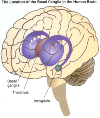 <p>Structures in the brain that help to control graceful movement</p>