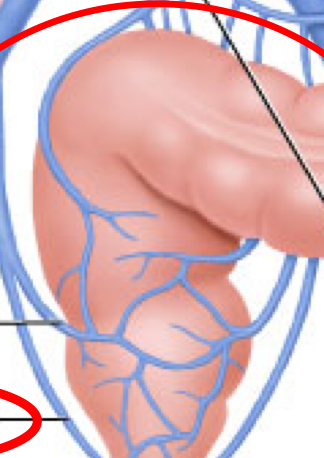 <p>Which two rectal veins are the exception to portal drainage, bypassing the liver directly into the systemic circulation?</p>