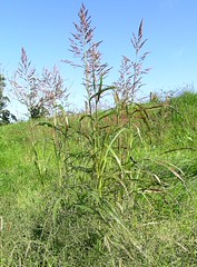 <p>nonnative. Sorghum halepense</p>