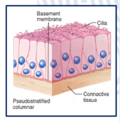 <p>Consists of a single layer of irregularly shaped and differently size columnar cells (appears to be stratified) </p><p>All cells rest on the basement membrane</p><p>Nuclei of cells appear at different levels rather than clustered in the basal end</p><p>Found lining trachea of the respiratory track…</p>