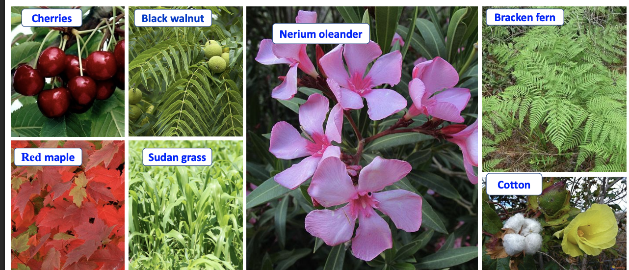 <p>What system will suffer from toxicity if these plants are consumed?</p>