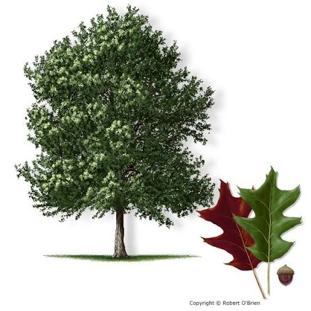 <p>Native to AR</p><p>leaves alternate, simple</p><p>3 main triangle-shaped lobes w/ deep furrows</p><p>branches have lenticels</p>