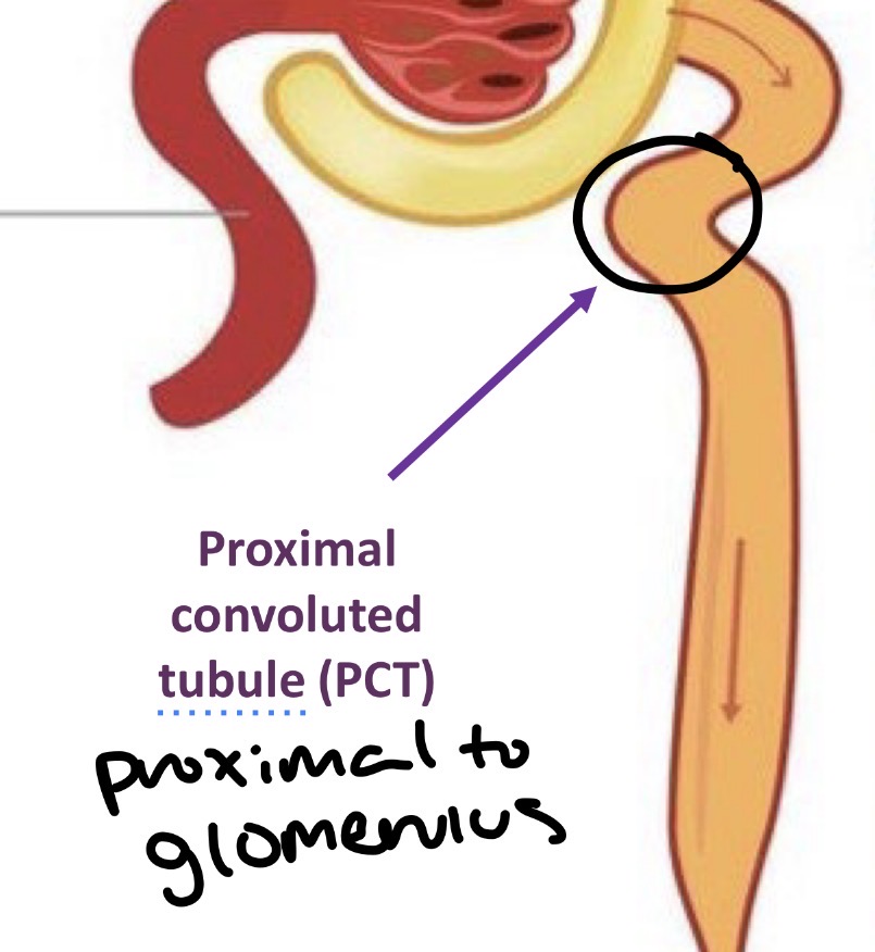 <p>Proximal (close) to glomerulus </p><p>Reabsorbs</p><ul><li><p>65-70% of water</p></li><li><p>Sodium and other ions</p></li><li><p>Nearly all glucose</p></li><li><p>Amino acids</p></li></ul><p>From the bowman’s capsule </p>