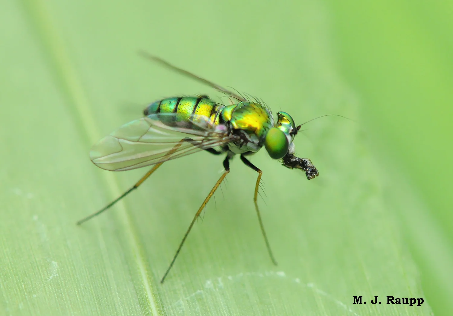 <p>metallic green</p>