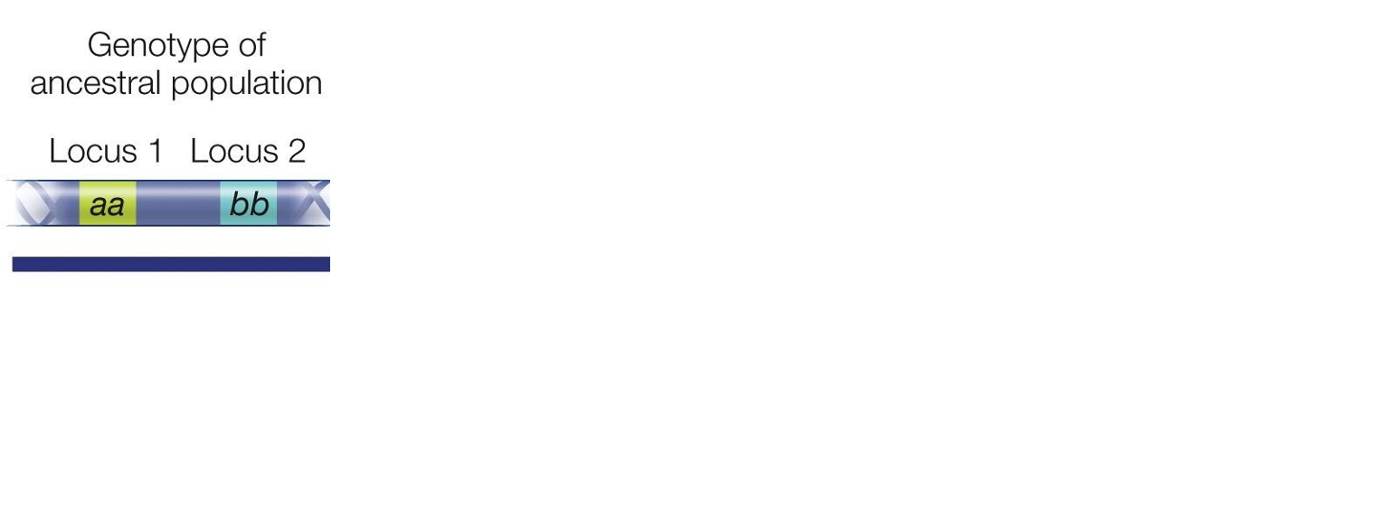 <ul><li><p>Explains the evolution of reproductive isolation </p><ul><li><p><span>Let’s start with an ancestral lineage and focus on two loci (1 and 2) with one allele each (<em>a </em>and <em>b</em>).</span></p></li></ul></li></ul><p></p>