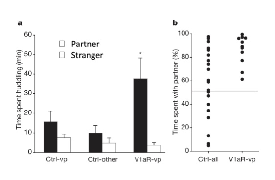 <p>a. experimental group spend significantly more time huddling with the partner than the stranger</p><p>b. experimental group preferred to be with their partner nearly 100% of the time</p>