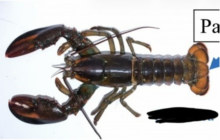 <p>What arthropoda subphylum is this in?</p>
