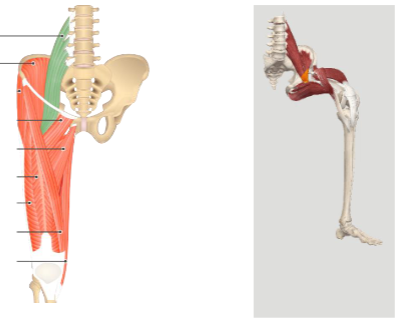 <p>hip flexion</p>