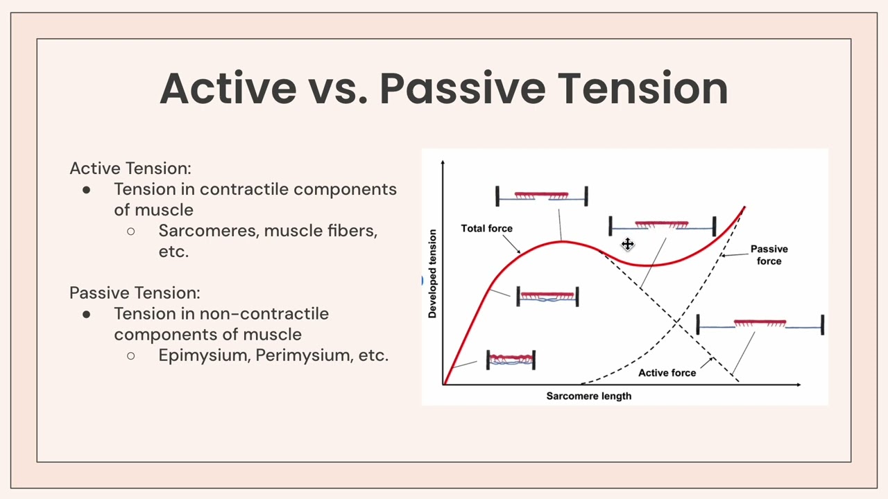 <p><span><span>La force passive existe </span><strong><span>sans contraction</span></strong><span>, simplement quand on étire le muscle.</span></span></p><p><span><span>Le cours parle aussi de </span><strong><span>raideur</span></strong><span> :</span></span></p><p><span><strong><span>raideur = Δforce / Δdéplacement</span></strong></span></p><p><span><strong><span>En clair</span></strong></span></p><p><span><span>Plus il faut beaucoup de force pour étirer un muscle un peu, plus il est raide.</span></span></p>