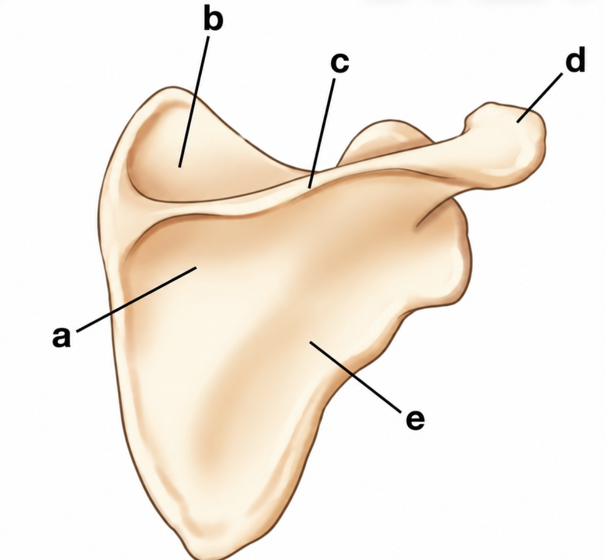 <p>Identify view and Identify A-E</p>