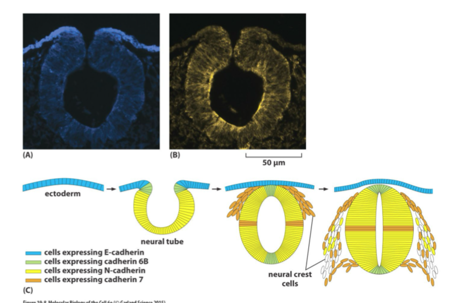<p>At ændret udtryk af forskellige cadheriner hjælper med at forme og afgrænse <strong>nye vævsdomæner</strong>.</p>