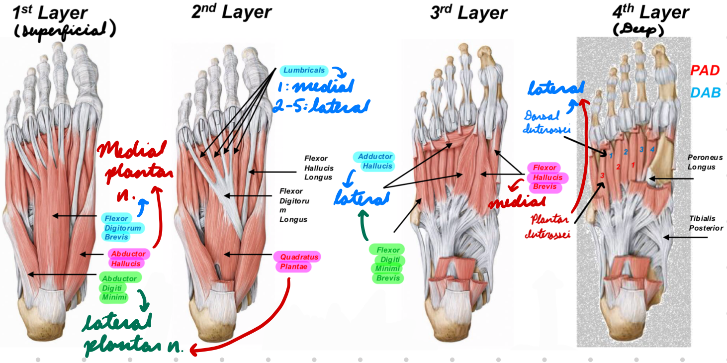 <p>4 layers</p>