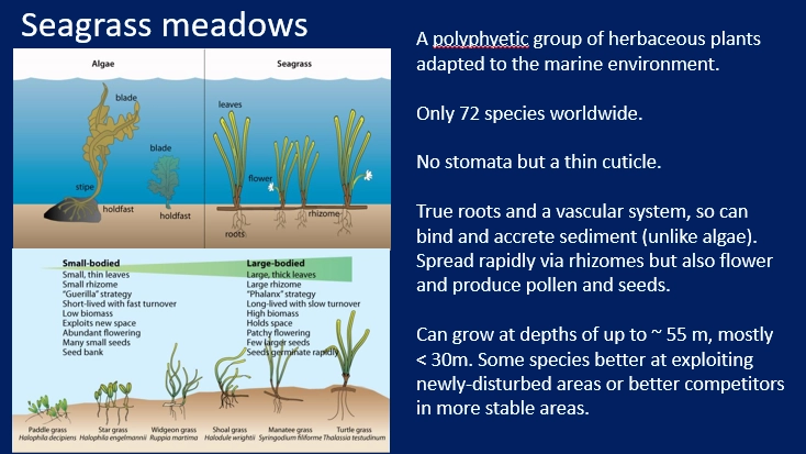 <ul><li><p>seagrass meadows are one of the three major tropical coastal ecosystems (with coral reefs + mangroves), a <strong>polyphyletic </strong>group of <strong>angiosperms </strong>(not algae) that adapted to marine environments</p></li><li><p>seagrass is properly <strong>rooted </strong>in the sediment by <strong>lateral roots + rhizomes</strong> (store carbon + <strong>trap sediment </strong>in <strong>anoxic </strong>soil)</p></li><li><p>high productivity but low standing biomass</p></li><li><p>long term carbon sinks- rhizomes sequester large amounts of organic carbon</p></li><li><p>support many <strong>herbivores </strong>eg. crabs, green sea turtles + sirenians/manatees</p></li><li><p>under both top-down and bottom-up control</p></li></ul><p></p>