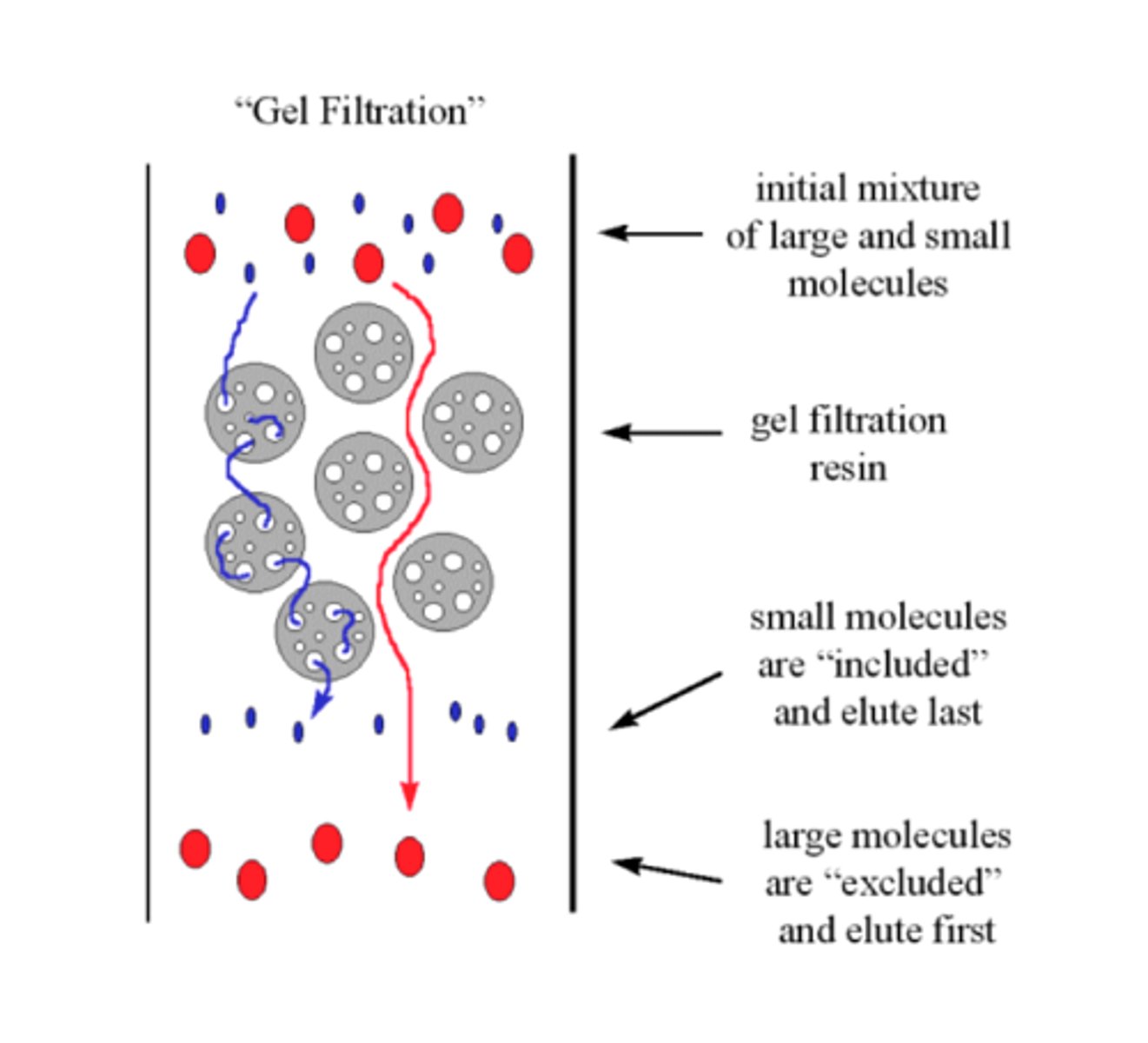 <p>Beads are used in tiny pores of varying sizes, pores are varied so that different molecular weights can be fractionated.</p><p>Small compounds will enter the beads thus slowing them down</p><p>Large compounds do not fit and will thus travel through the column faster</p>