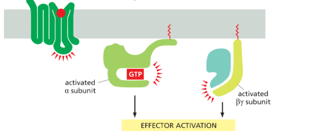 <p>both the<strong> α and γ subunits </strong>of the G protein have <strong>covalently attached lipid molecules</strong> that help anchor the subunits to the plasma membrane.</p>