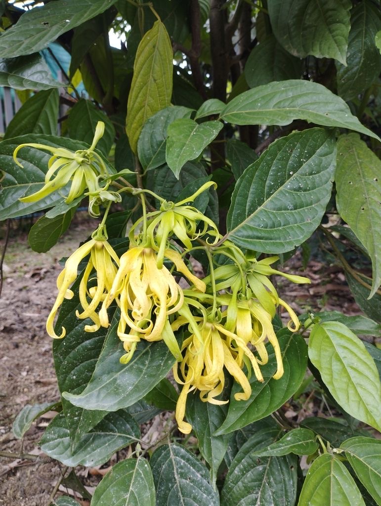<p>Bunga Kenanga</p>