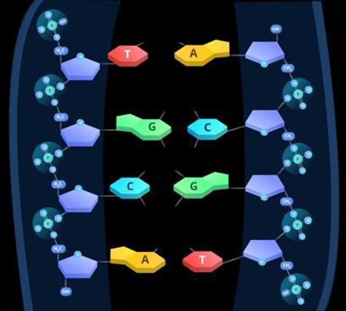 <p>The principle stating that in a double-stranded DNA molecule, the amount of adenine equals thymine, and the amount of cytosine equals guanine.</p>