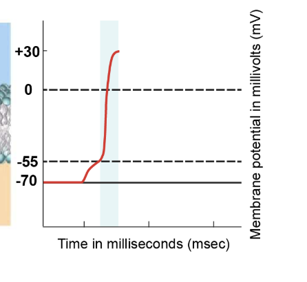 <p>Upon reaching the threshold potential of -55 millivolts, voltage-gated sodium channels rapidly open. Sodium ions rush into the cell due to the higher concentration outside. The influx of positively charged sodium ions leads to significant depolarisation. This rapid depolarisation phase sees the membrane potential increase from -55 millivolts to approximately +30 millivolts.</p>
