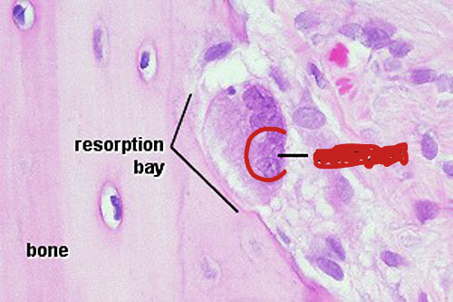 <p>Identify the cell:</p>