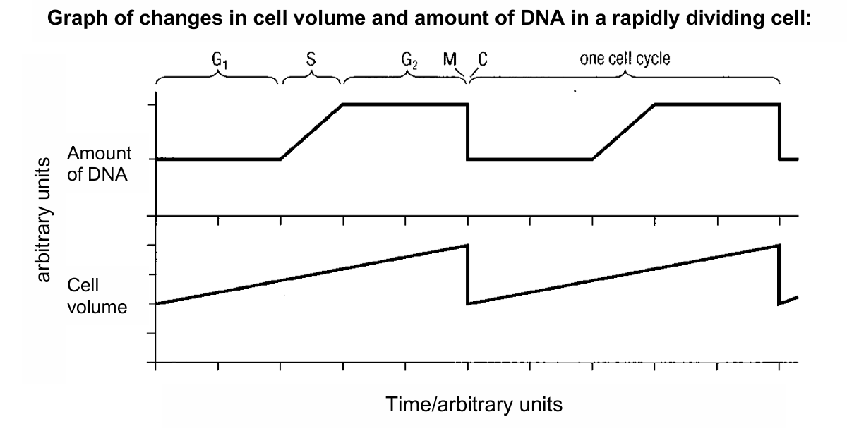 <ol><li><p>G1 (first “gap”) phase</p><ul><li><p>occurs after cytokinesis</p></li><li><p>duration is highly variable (lasting from a few hours to months or years)</p></li><li><p>cell grows and synthesizes proteins, enzymes, and RNA</p></li></ul></li><li><p>S (synthesis) phase</p><ul><li><p>replication of DNA occurs → doubles the amount of DNA in the cell</p></li><li><p>one DNA molecule is replicated to form 2 DNA molecules, each DNA consisting of one daughter strand and one parental DNA strand</p></li></ul></li><li><p>G2 (second “gap”) phase</p><ul><li><p>cell continues to grow and synthesize proteins; it includes ribosomal proteins and proteins which make up the spindle fibres</p></li><li><p>formation of new organelles in preparation for cell division</p></li><li><p>centrosome duplicates (each daughter cell has one) in preparation for cell division</p></li></ul></li></ol><p></p>