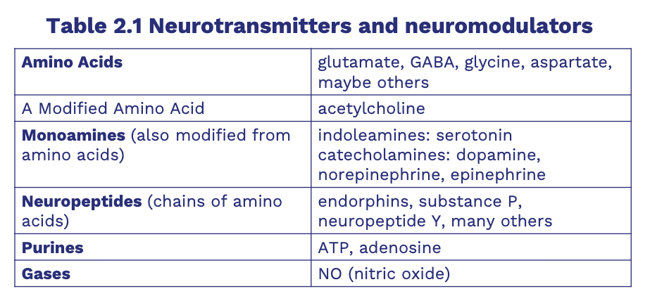 <p>• Neurons synthesize neurotransmitters and other chemicals from substances provided by the diet.</p><p>− Acetylcholine synthesized from choline found in milk, eggs, and nuts.</p><p>− Tryptophan serves as a precursor for serotonin.</p><p>• Catecholamines contain a catechol group and an amine group</p><p>(epinephrine, norepinephrine, and dopamine)</p><p>Vesicles: tiny spherical packets located in the presynaptic terminal where neurotransmitters are held for release</p>