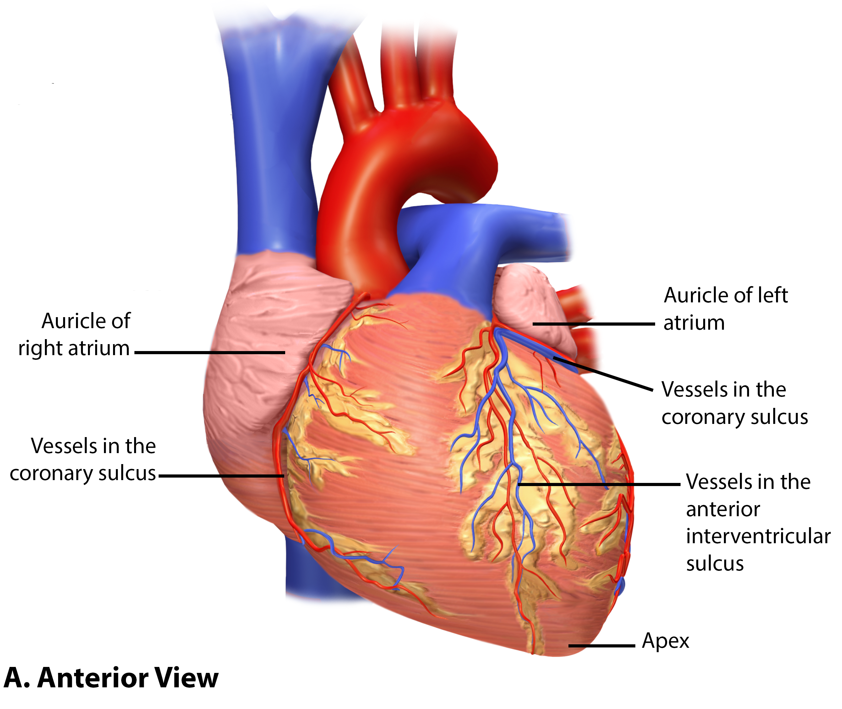 <p>Coronary sulcus: depression between atria and ventricles </p><p>Interventricular sulcus: depression between right and left ventricles</p>