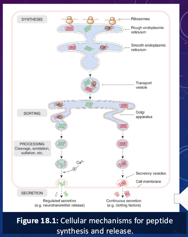 <ul><li><p>genes code for peptide structure (generally as a precursor molecule that has the desired peptide embedded)</p></li><li><p>preprohormone is translated, signal peptide is removed and preprohormone is converted to prohormone </p></li><li><p>prohormone contains complete hormone sequence plus other peptide sequences </p></li><li><p>prohormone is transferred to golgi apparatus where it is processed </p></li><li><p>prohormone is packaged into secretory vesicles </p></li></ul><p></p>