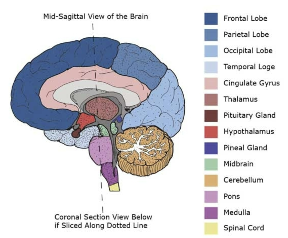 <p>diencephalon</p>