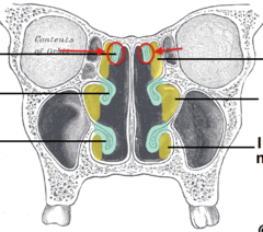 <p>Found in the uppermost part of the inside of the nose above the middle nasal conchae. </p><p>Function is to aid in smelling, airflow, and acts as a drainage passageway for the ethmoid bone.</p>