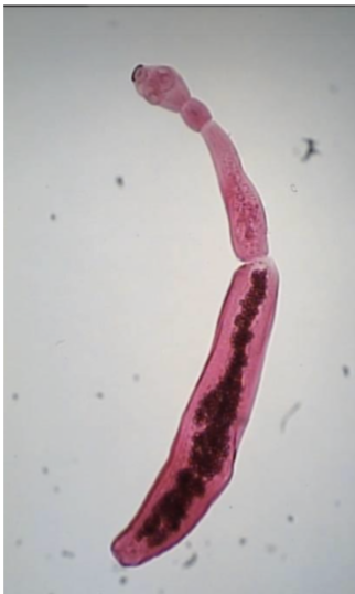 <ul><li><p>Mode of Transmission: Ingestion of egg/ova</p></li></ul><p>• Infective Stage: Egg</p><p>• Host: D-Canine, I-human, sheep, cattle</p><ul><li><p>Disease: Hydatid Cysts</p></li></ul><p></p>