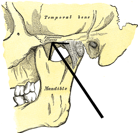 <p>A process of the temporal bone that extends toward the zygomatic bone.</p>