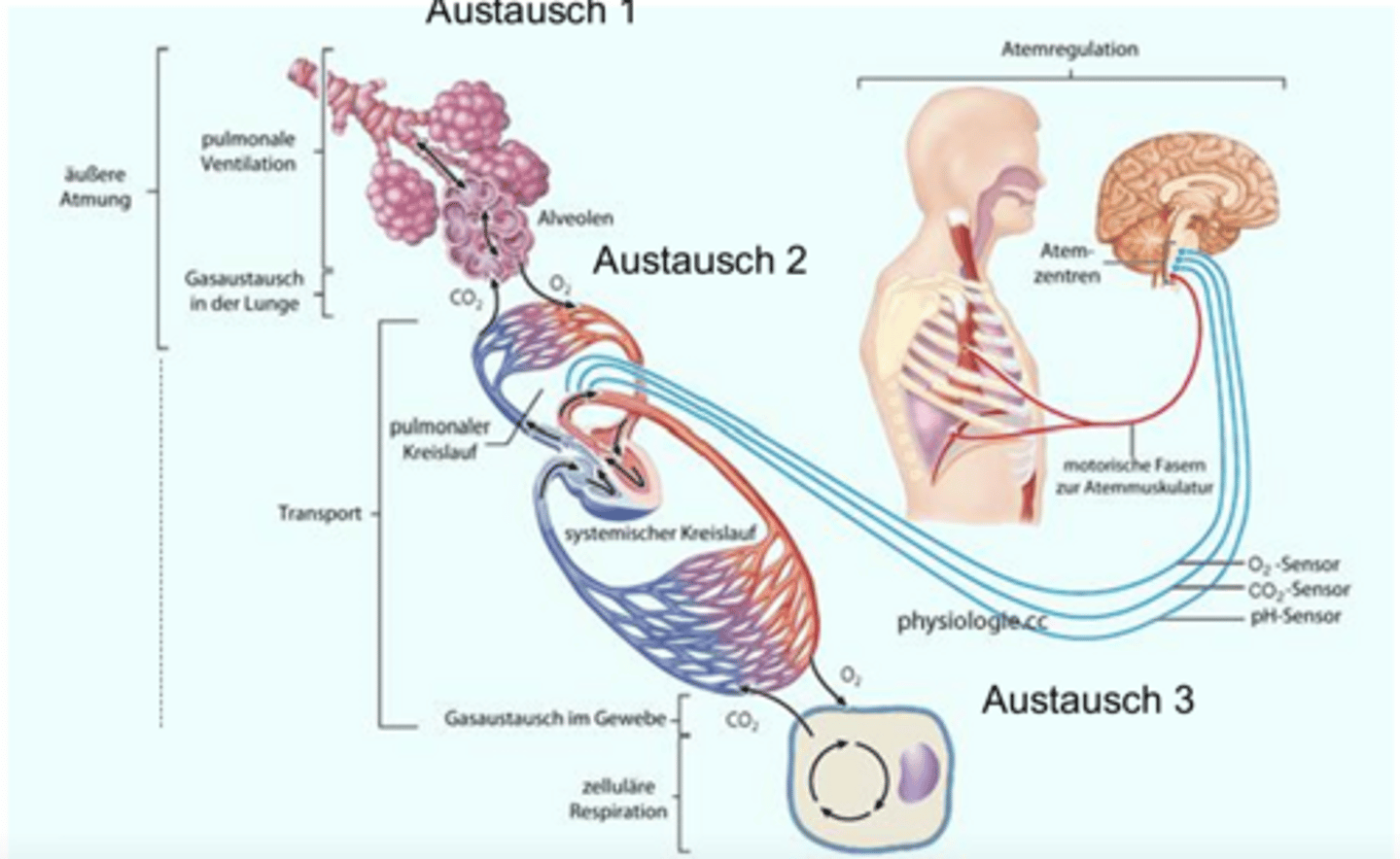 <p>Austausch 1: Konvektion = gerichtete Strömung</p><p>Austausch 2 & 3: Diffusion</p>