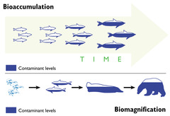 <p>When an organism absorbs or takes in a substance faster than its body can remove it. I.e substance increases over time.</p>