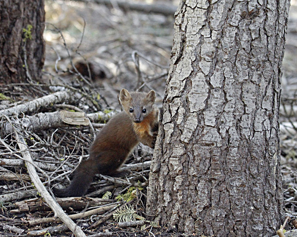 <p>Montane habitats.</p><p><strong>Brown and orange, brown, bushy tail. </strong></p>