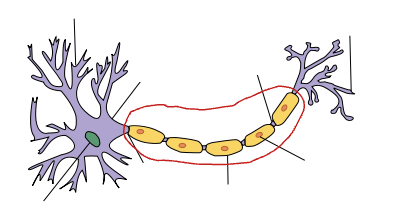 <p>Axons</p>