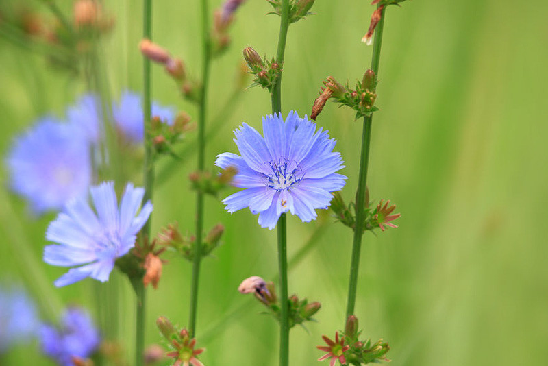 <p>Family: Asteraceae</p><p>Common Name: Common Chicory</p>